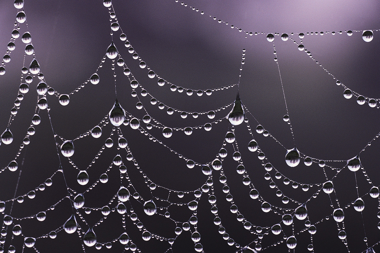 Dew-Soaked Web